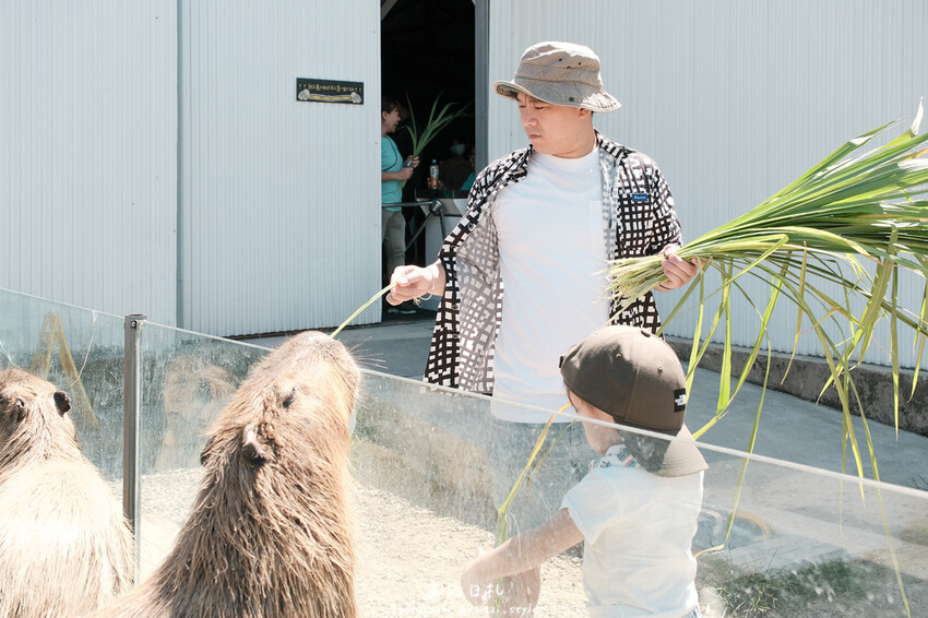 新竹市香山區MiFresa 財財的手作基地遊廢物媽媽農場|新竹生活資訊|穿著新衣到農場玩!超簡單穿穿搭,一套上就有不同層