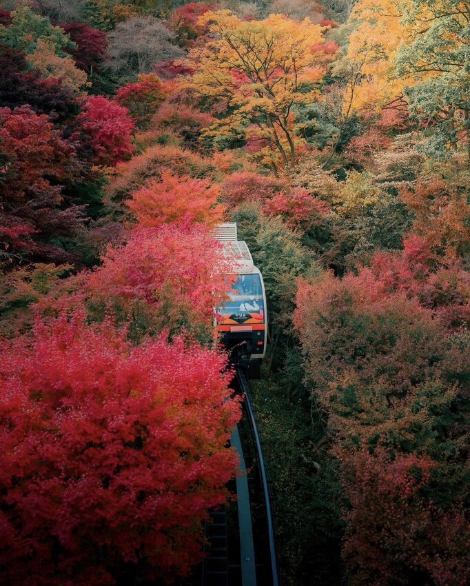 2024南怡島包車一日遊推薦：銀杏路、冬季戀歌場景、江村鐵道自行車｜必去首爾熱門行程！