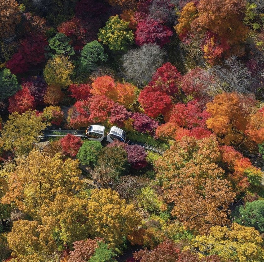 2024南怡島包車一日遊推薦：銀杏路、冬季戀歌場景、江村鐵道自行車｜必去首爾熱門行程！