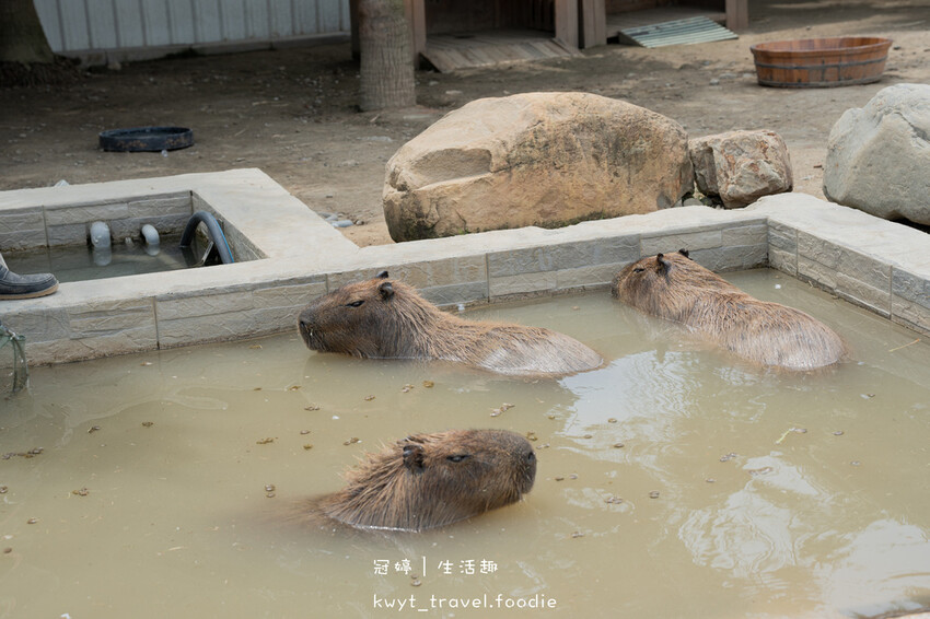 穿上MiFresa財財的手作基地，到廢物媽媽育兒農場走跳去，