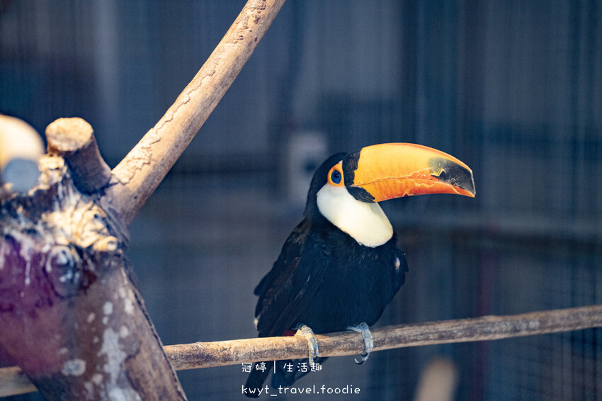 穿上MiFresa財財的手作基地，到廢物媽媽育兒農場走跳去，
