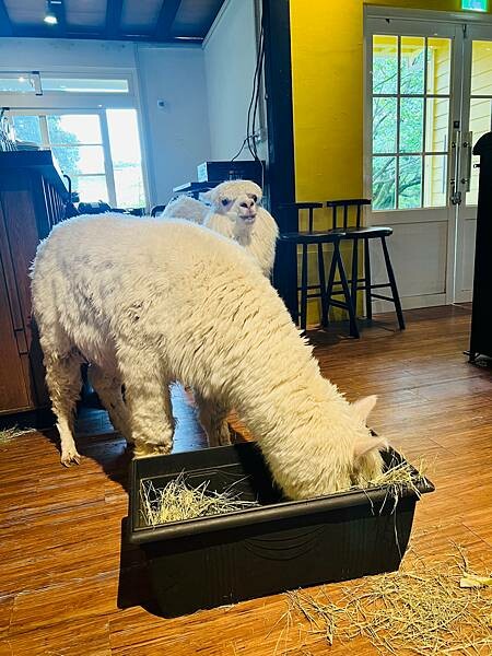 陽明山草山小鎮:大衛小小羊David & Alpaca,近距 陽明山草山小鎮:大衛小小羊David & Alpaca,近距