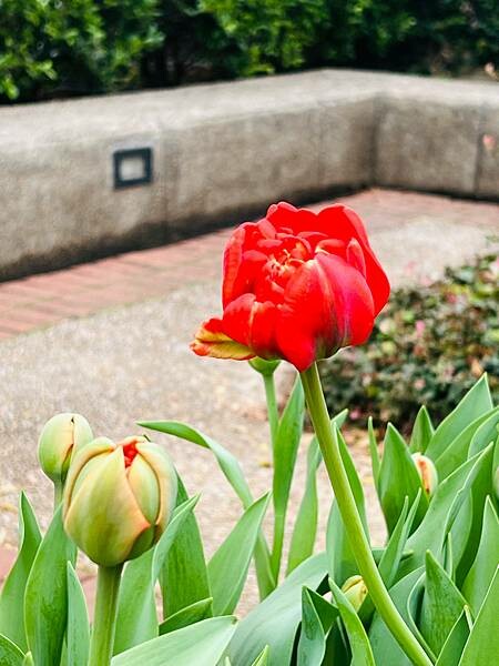 2024年士林官邸公園鬱金香花季:相鬱祈福。鬱金香齊放