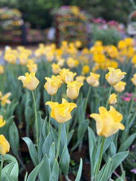 2024年士林官邸公園鬱金香花季:相鬱祈福。鬱金香齊放