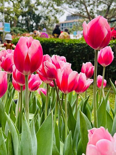 2024年士林官邸公園鬱金香花季:相鬱祈福。鬱金香齊放