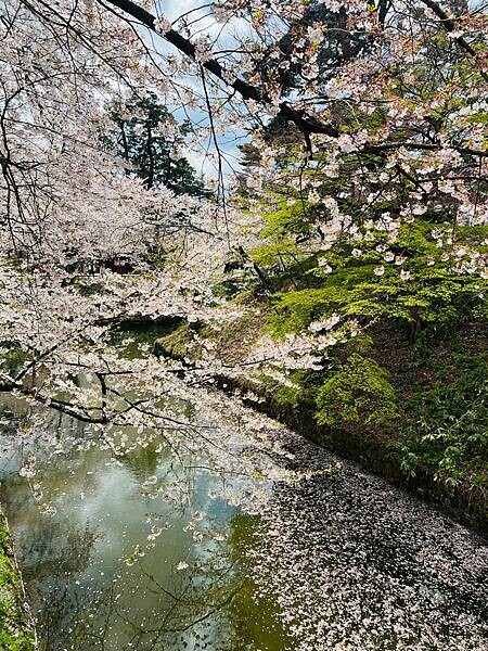 《2023年日本東北櫻花季》青森弘前公園櫻花盛開。附青森弘前交通方式（日本東北函館白老自由行ep03）