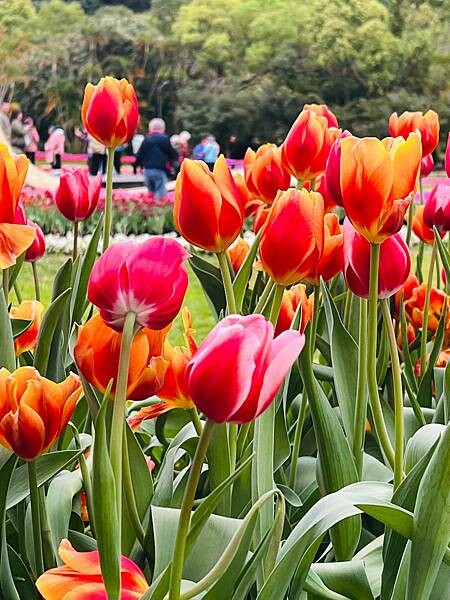 2024年士林官邸公園鬱金香花季:相鬱祈福。鬱金香齊放