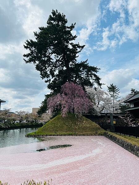 《2023年日本東北櫻花季》青森弘前公園櫻花盛開。附青森弘前交通方式（日本東北函館白老自由行ep03）