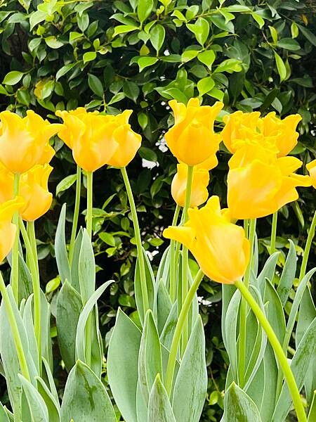 2024年士林官邸公園鬱金香花季:相鬱祈福。鬱金香齊放