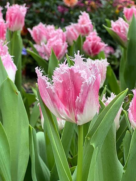 2024年士林官邸公園鬱金香花季:相鬱祈福。鬱金香齊放