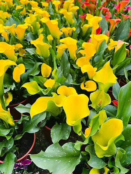 2024年士林官邸公園鬱金香花季:相鬱祈福。鬱金香齊放