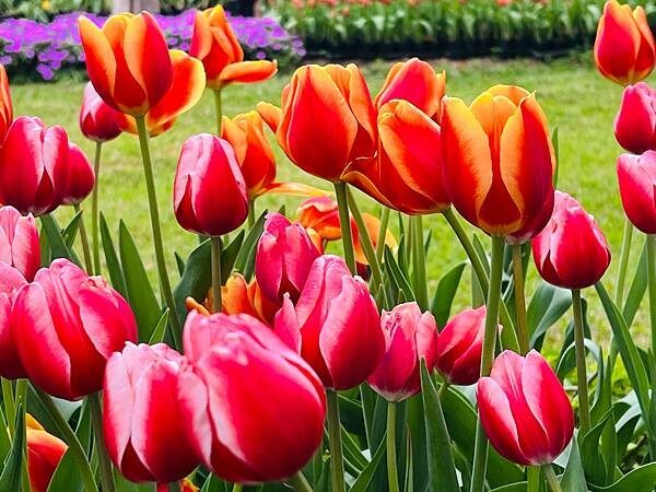 2024年士林官邸公園鬱金香花季:相鬱祈福。鬱金香齊放