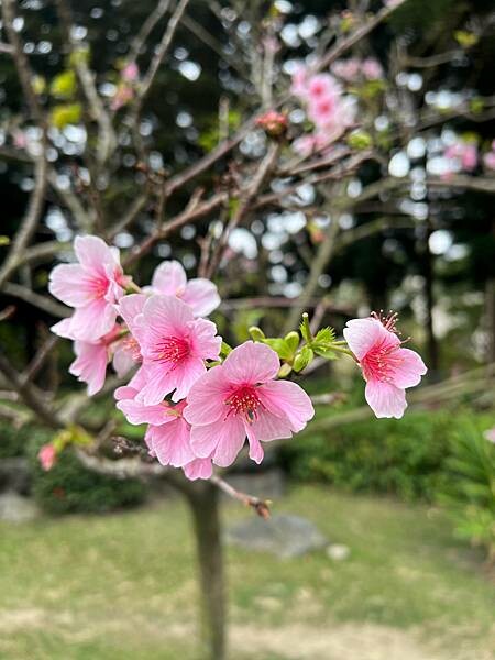 台北中正紀念堂櫻花季：搭捷運也能賞櫻景點。粉紅大漁櫻、桃紅八