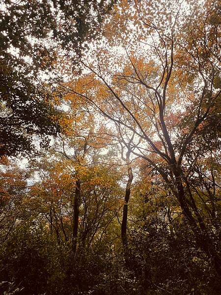 新北市汐止拱北殿：賞楓步道。慢步雙拱橋熱門打卡景點