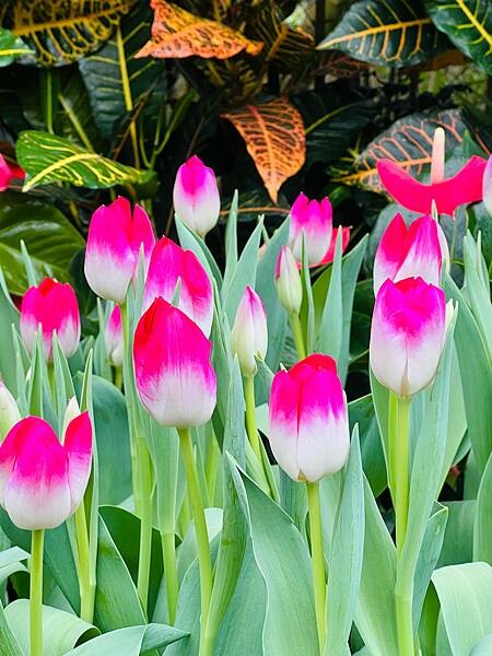 2024年士林官邸公園鬱金香花季:相鬱祈福。鬱金香齊放