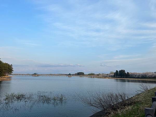 《2023年日本東北櫻花季》陸奧鶴田半日遊。津輕富士見湖。鶴 《2023年日本東北櫻花季》陸奧鶴田半日遊。津輕富士見湖。鶴