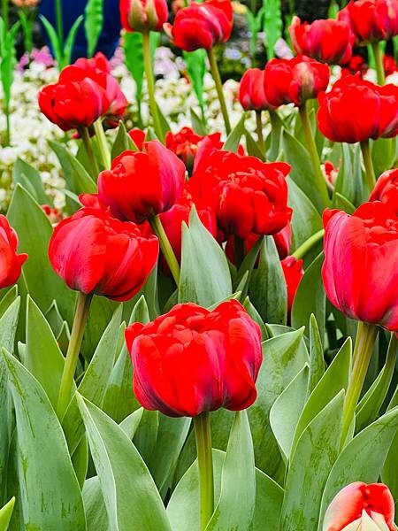 2024年士林官邸公園鬱金香花季:相鬱祈福。鬱金香齊放