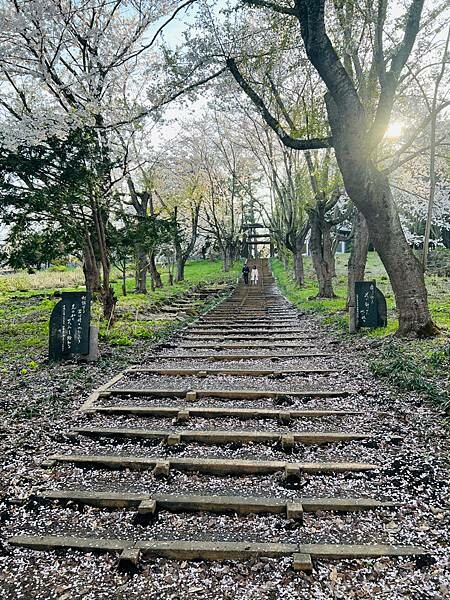 《2023年日本東北櫻花季》陸奧鶴田半日遊。津輕富士見湖。鶴 《2023年日本東北櫻花季》陸奧鶴田半日遊。津輕富士見湖。鶴