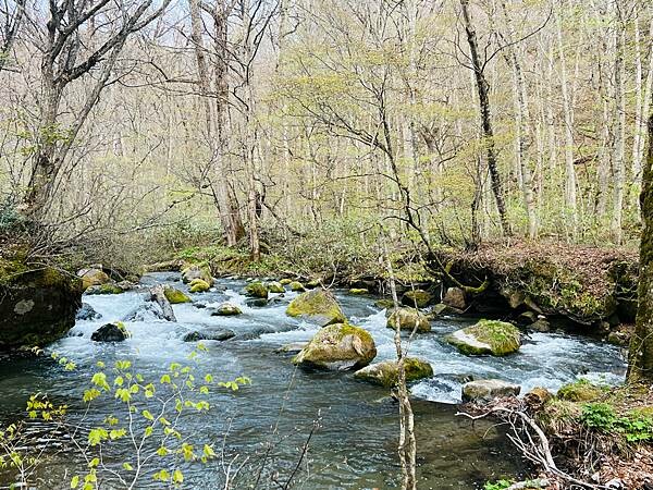 奧入瀨溪流一日慢走遊記:三亂の流れ、石戶休息站、阿修羅之流、 奧入瀨溪流一日慢走遊記:三亂の流れ、石戶休息站、阿修羅之流、