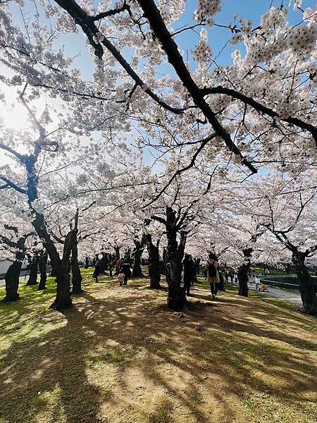 2023年北海道函館五稜郭櫻花季:熱情的盛開。推薦日本好吃的
