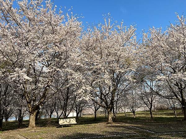 《2023年日本東北櫻花季》陸奧鶴田半日遊。津輕富士見湖。鶴 《2023年日本東北櫻花季》陸奧鶴田半日遊。津輕富士見湖。鶴