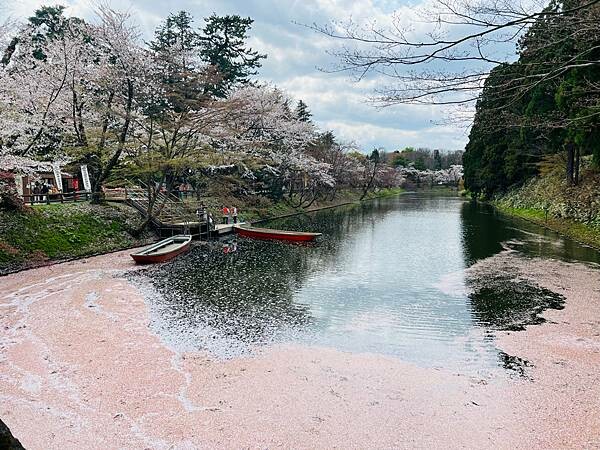 《2023年日本東北櫻花季》青森弘前公園櫻花盛開。附青森弘前交通方式（日本東北函館白老自由行ep03）