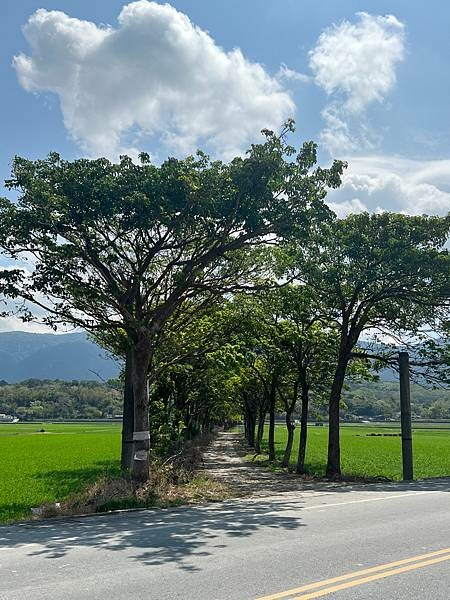 池上春季一日遊。伯朗大道一片片綠油油的稻田|台東嘉義宜蘭遊記