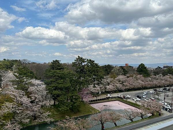 《2023年日本東北櫻花季》青森弘前公園櫻花盛開。附青森弘前交通方式（日本東北函館白老自由行ep03）