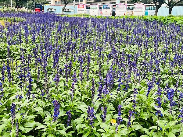 台北市捷運北門站:12月的延平河濱公園花海