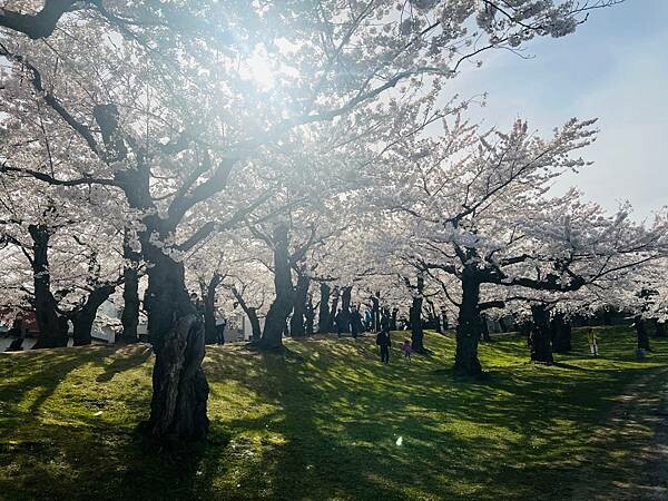 2023年北海道函館五稜郭櫻花季:熱情的盛開。推薦日本好吃的