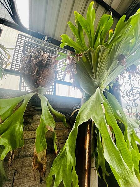 北海岸一日遊:跳石站、石門洞、午餐 Le Qua 公雞餐廳 北海岸一日遊:跳石站、石門洞、午餐 Le Qua 公雞餐廳