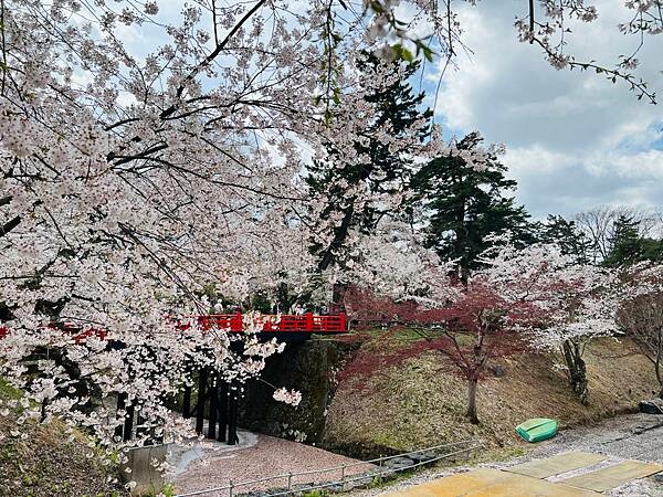《2023年日本東北櫻花季》青森弘前公園櫻花盛開。附青森弘前交通方式（日本東北函館白老自由行ep03）