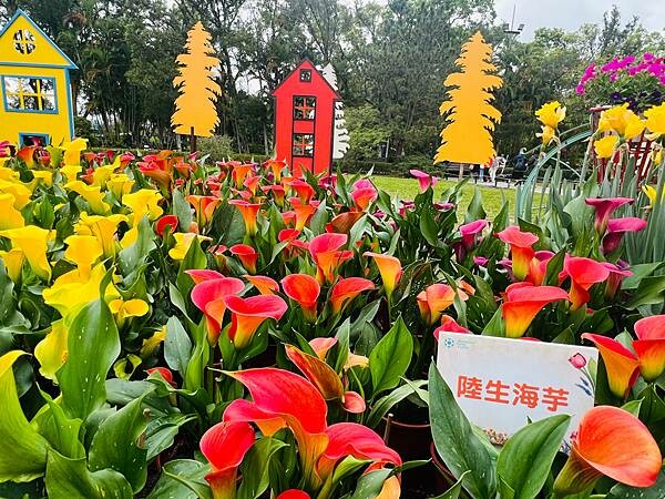 2024年士林官邸公園鬱金香花季:相鬱祈福。鬱金香齊放