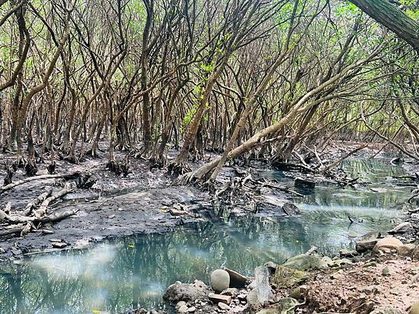 新北市八里一日遊：2023年八里神化沙雕藝術展。挖子尾自然保