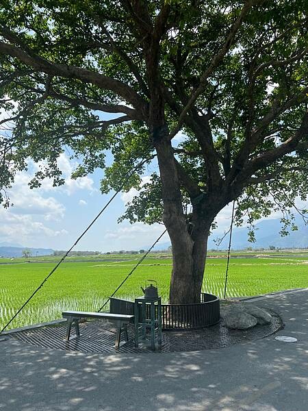 池上春季一日遊。伯朗大道一片片綠油油的稻田|台東嘉義宜蘭遊記