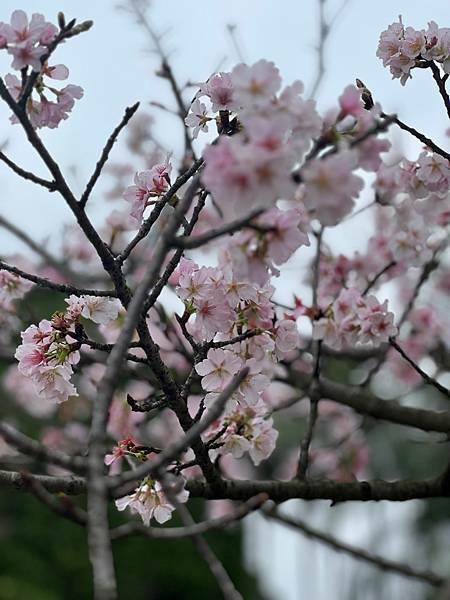 台北中正紀念堂櫻花季：搭捷運也能賞櫻景點。粉紅大漁櫻、桃紅八