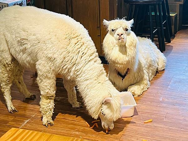 陽明山草山小鎮:大衛小小羊David & Alpaca,近距 陽明山草山小鎮:大衛小小羊David & Alpaca,近距