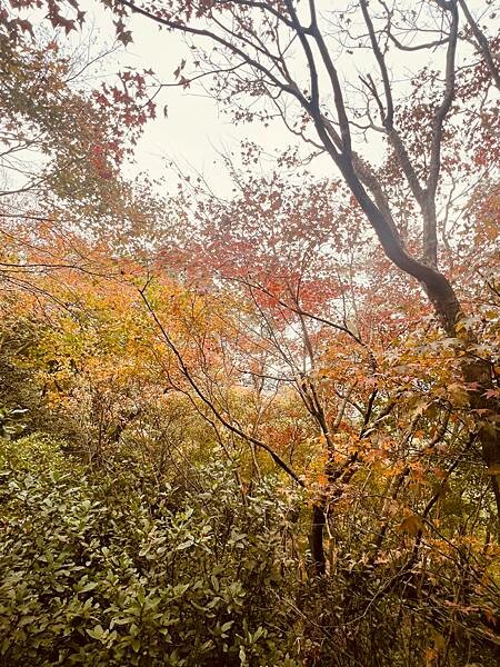 新北市汐止拱北殿：賞楓步道。慢步雙拱橋熱門打卡景點