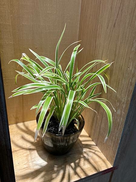 太麻里金崙一日遊:金崙小鎮慢走。LiKa咖啡廳早午餐、太麻里