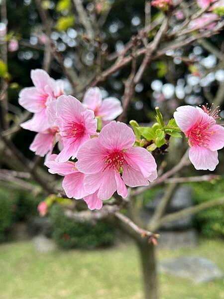 台北中正紀念堂櫻花季：搭捷運也能賞櫻景點。粉紅大漁櫻、桃紅八