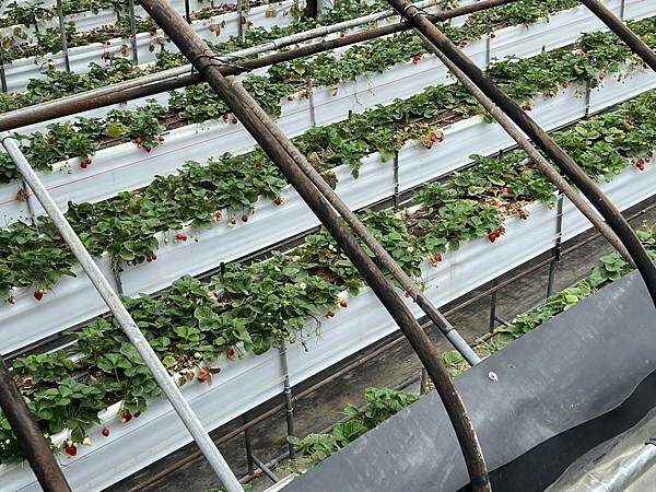 台北市內湖捷運站碧山巖。輕鬆漫慢遊。輕旅行:白石湖吊橋、午餐