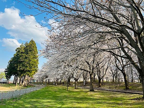 《2023年日本東北櫻花季》陸奧鶴田半日遊。津輕富士見湖。鶴 《2023年日本東北櫻花季》陸奧鶴田半日遊。津輕富士見湖。鶴