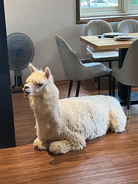 陽明山草山小鎮:大衛小小羊David & Alpaca,近距 陽明山草山小鎮:大衛小小羊David & Alpaca,近距