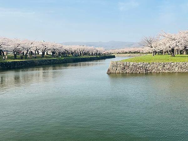 2023年北海道函館五稜郭櫻花季:熱情的盛開。推薦日本好吃的