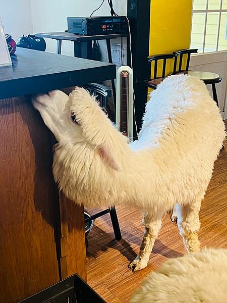 陽明山草山小鎮:大衛小小羊David & Alpaca,近距 陽明山草山小鎮:大衛小小羊David & Alpaca,近距