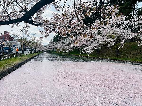 《2023年日本東北櫻花季》青森弘前公園櫻花盛開。附青森弘前交通方式（日本東北函館白老自由行ep03）
