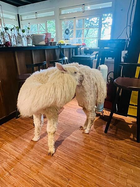 陽明山草山小鎮:大衛小小羊David & Alpaca,近距 陽明山草山小鎮:大衛小小羊David & Alpaca,近距