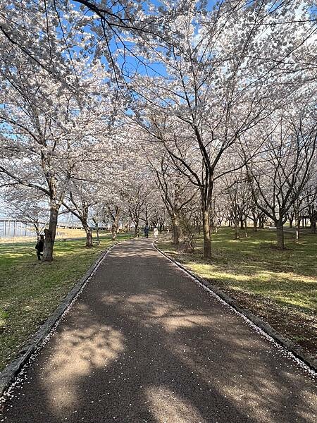 《2023年日本東北櫻花季》陸奧鶴田半日遊。津輕富士見湖。鶴 《2023年日本東北櫻花季》陸奧鶴田半日遊。津輕富士見湖。鶴