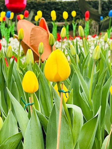 2024年士林官邸公園鬱金香花季:相鬱祈福。鬱金香齊放