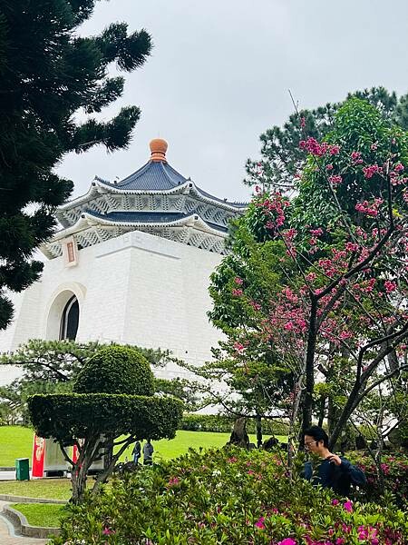 台北中正紀念堂櫻花季：搭捷運也能賞櫻景點。粉紅大漁櫻、桃紅八